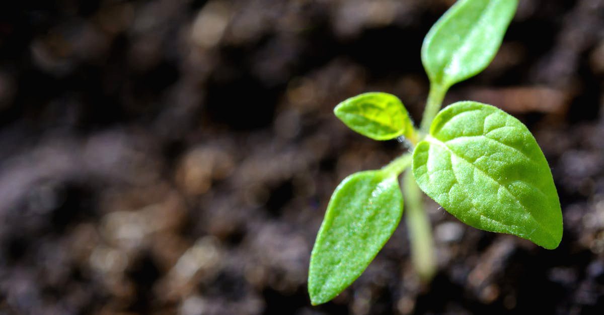 découvrez la beauté et la diversité de la nature à travers ses paysages époustouflants, sa faune fascinante et sa flore luxuriante. explorez des conseils pour vous reconnecter avec l'environnement et préserver notre planète.
