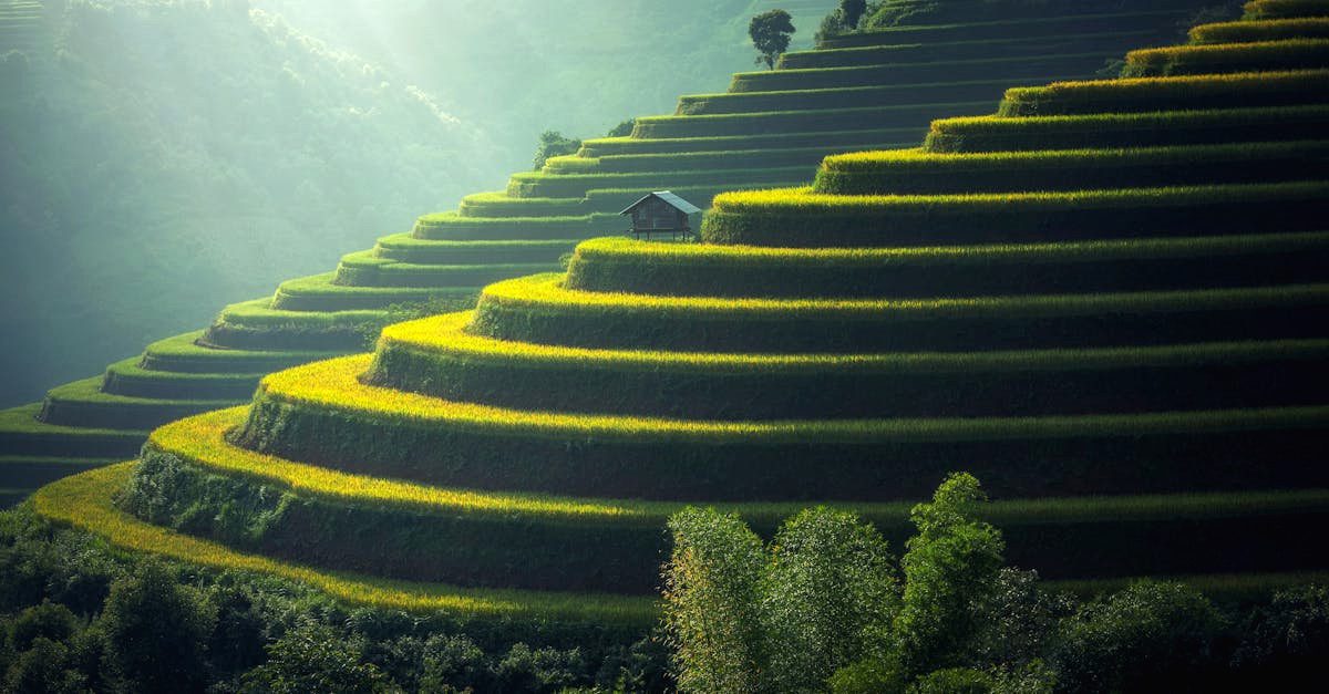découvrez la beauté et la diversité de la nature à travers ses paysages époustouflants, sa faune fascinante et sa flore abondante. explorez des ressources sur la préservation de l'environnement et les merveilles naturelles qui enrichissent notre planète.